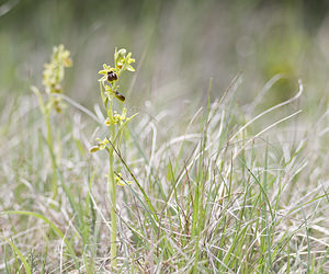 Ophrys virescens (Orchidaceae)  - Ophrys verdissant Aveyron [France] 28/04/2007 - 810m