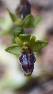 Ophrys x clapensis (Orchidaceae)  - Ophrys de la ClapeOphrys bombyliflora x Ophrys lutea. Aude [France] 20/04/2007 - 50m