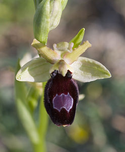 Ophrys x jacquetii (Orchidaceae)  - Ophrys de JacquetOphrys virescens x Ophrys magniflora. Aude [France] 23/04/2007 - 150m