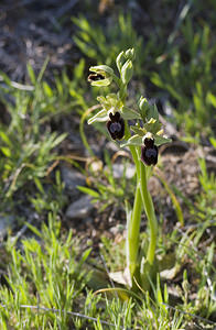 Ophrys x jacquetii (Orchidaceae)  - Ophrys de JacquetOphrys virescens x Ophrys magniflora. Aude [France] 23/04/2007 - 150m