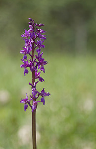 Orchis mascula (Orchidaceae)  - Orchis mâle - Early-purple Orchid Lot [France] 18/04/2007 - 260m