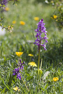 Orchis mascula (Orchidaceae)  - Orchis mâle - Early-purple Orchid Aude [France] 25/04/2007 - 300m