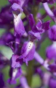 Orchis mascula (Orchidaceae)  - Orchis mâle - Early-purple Orchid Aude [France] 25/04/2007 - 300m