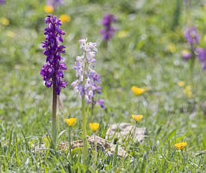 Orchis mascula (Orchidaceae)  - Orchis mâle - Early-purple Orchid Aude [France] 25/04/2007 - 760m
