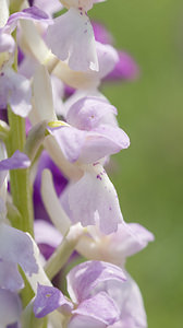 Orchis mascula (Orchidaceae)  - Orchis mâle - Early-purple Orchid Aude [France] 25/04/2007 - 750m