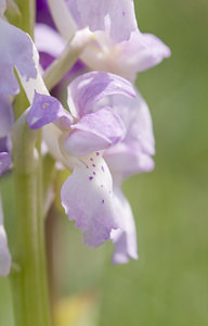 Orchis mascula (Orchidaceae)  - Orchis mâle - Early-purple Orchid Aude [France] 25/04/2007 - 750m