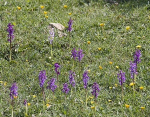 Orchis mascula (Orchidaceae)  - Orchis mâle - Early-purple Orchid Aude [France] 25/04/2007 - 750m