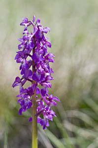 Orchis mascula (Orchidaceae)  - Orchis mâle - Early-purple Orchid Aveyron [France] 28/04/2007 - 810m