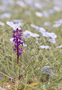 Orchis mascula (Orchidaceae)  - Orchis mâle - Early-purple Orchid Aveyron [France] 28/04/2007 - 810m