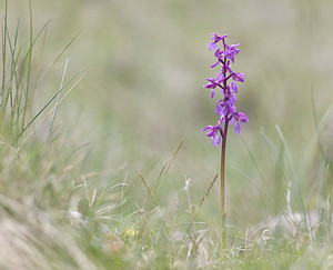 Orchis mascula (Orchidaceae)  - Orchis mâle - Early-purple Orchid Aveyron [France] 28/04/2007 - 820m