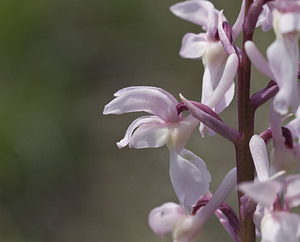 Orchis mascula (Orchidaceae)  - Orchis mâle - Early-purple Orchid Aveyron [France] 28/04/2007 - 830m