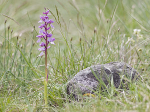 Orchis olbiensis (Orchidaceae)  - Orchis d'Hyères Aveyron [France] 28/04/2007 - 820m