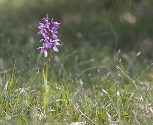 Orchis olbiensis (Orchidaceae)  - Orchis d'Hyères Aveyron [France] 28/04/2007 - 830m