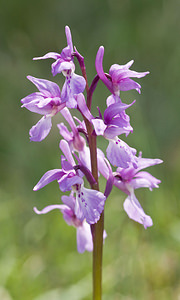 Orchis olbiensis (Orchidaceae)  - Orchis d'Hyères Aveyron [France] 28/04/2007 - 830m