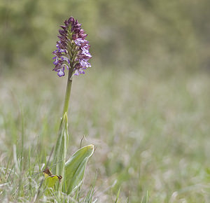 Orchis purpurea (Orchidaceae)  - Orchis pourpre, Grivollée, Orchis casque, Orchis brun - Lady Orchid Aveyron [France] 28/04/2007 - 810m