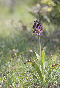 Orchis purpurea (Orchidaceae)  - Orchis pourpre, Grivollée, Orchis casque, Orchis brun - Lady Orchid Aveyron [France] 28/04/2007 - 820m