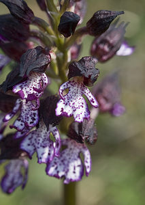 Orchis purpurea (Orchidaceae)  - Orchis pourpre, Grivollée, Orchis casque, Orchis brun - Lady Orchid Aveyron [France] 28/04/2007 - 820m