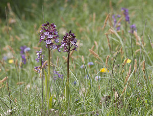Orchis purpurea (Orchidaceae)  - Orchis pourpre, Grivollée, Orchis casque, Orchis brun - Lady Orchid Aveyron [France] 29/04/2007 - 640m