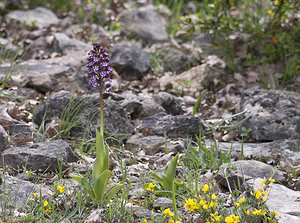 Orchis purpurea (Orchidaceae)  - Orchis pourpre, Grivollée, Orchis casque, Orchis brun - Lady Orchid Aveyron [France] 29/04/2007 - 640m