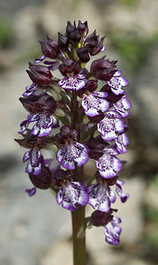 Orchis purpurea (Orchidaceae)  - Orchis pourpre, Grivollée, Orchis casque, Orchis brun - Lady Orchid Aveyron [France] 29/04/2007 - 640m