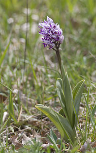 Orchis simia (Orchidaceae)  - Orchis singe - Monkey Orchid Aveyron [France] 29/04/2007 - 640m