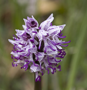 Orchis simia (Orchidaceae)  - Orchis singe - Monkey Orchid Aveyron [France] 29/04/2007 - 640m