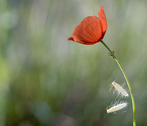 Papaver dubium Pavot douteux, Petit coquelicot