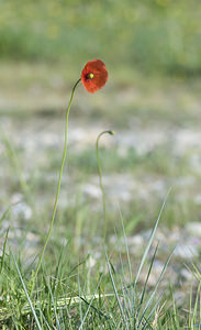 Papaver dubium (Papaveraceae)  - Pavot douteux, Petit coquelicot Herault [France] 21/04/2007 - 150m