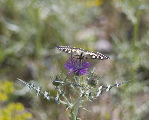 Papilio machaon (Papilionidae)  - Machaon, Grand Porte-Queue Aude [France] 22/04/2007 - 10m