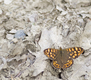 Pararge aegeria (Nymphalidae)  - Tircis, Argus des Bois, Égérie - Speckled Wood Ariege [France] 26/04/2007 - 1410m