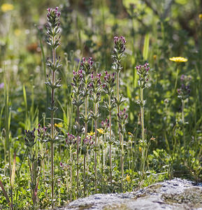 Parentucellia latifolia (Orobanchaceae)  - Parentucelle à feuilles larges, Parentucelle à larges feuilles, Eufragie à feuilles larges Aude [France] 23/04/2007 - 380m