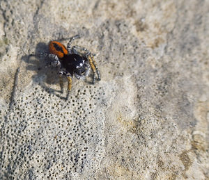 Philaeus chrysops (Salticidae)  - Saltique sanguinolent Aude [France] 22/04/2007 - 20mm?le adulte