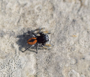 Philaeus chrysops (Salticidae)  - Saltique sanguinolent Aude [France] 22/04/2007 - 20mm?le adulte