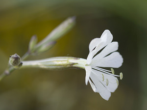 Silene italica (Caryophyllaceae)  - Silène d'Italie - Italian Catchfly Herault [France] 21/04/2007 - 150m