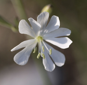 Silene italica (Caryophyllaceae)  - Silène d'Italie - Italian Catchfly Herault [France] 21/04/2007 - 160m
