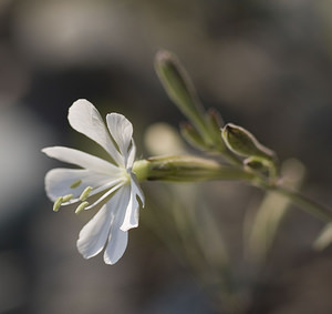 Silene italica (Caryophyllaceae)  - Silène d'Italie - Italian Catchfly Herault [France] 21/04/2007 - 160m