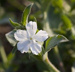 Silene latifolia (Caryophyllaceae)  - Silène à feuilles larges, Silène à larges feuilles, Compagnon blanc - White Campion Herault [France] 21/04/2007 - 150m