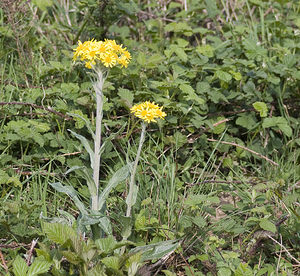 Tephroseris helenitis (Asteraceae)  - Séneçon spatulé Aveyron [France] 27/04/2007 - 550m