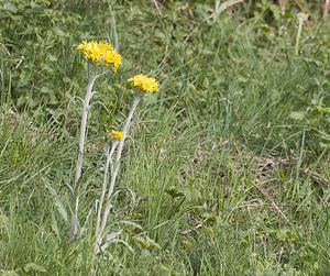 Tephroseris helenitis (Asteraceae)  - Séneçon spatulé Aveyron [France] 27/04/2007 - 550m