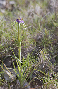 Tragopogon porrifolius (Asteraceae)  - Salsifis à feuilles de poireau, Salsifis du Midi - Salsify Aude [France] 22/04/2007 - 10mle renflement de la tige sous la fleur permet de distinguer la subsp australis de T porrifolius. Les petales de ce dernier ?tant de plus pourpres et jaunes et non rouge-violac?.