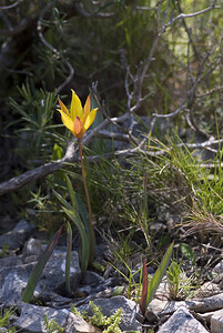Tulipa sylvestris subsp. australis (Liliaceae)  - Tulipe australe, Tulipe des Alpes, Tulipe du Midi Aude [France] 19/04/2007 - 140m