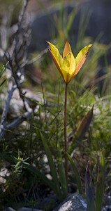 Tulipa sylvestris subsp. australis (Liliaceae)  - Tulipe australe, Tulipe des Alpes, Tulipe du Midi Aude [France] 19/04/2007 - 140m