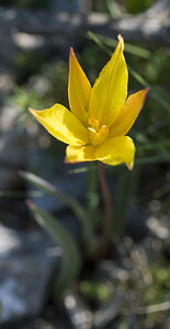 Tulipa sylvestris subsp. australis (Liliaceae)  - Tulipe australe, Tulipe des Alpes, Tulipe du Midi Aude [France] 19/04/2007 - 140m