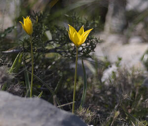 Tulipa sylvestris subsp. australis (Liliaceae)  - Tulipe australe, Tulipe des Alpes, Tulipe du Midi Aude [France] 19/04/2007 - 130m