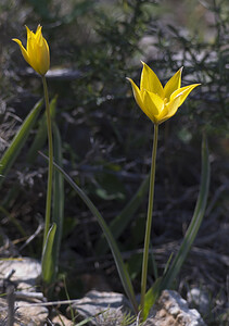 Tulipa sylvestris subsp. australis (Liliaceae)  - Tulipe australe, Tulipe des Alpes, Tulipe du Midi Aude [France] 19/04/2007 - 130m