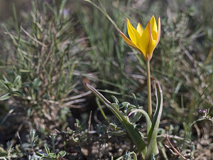 Tulipa sylvestris subsp. australis (Liliaceae)  - Tulipe australe, Tulipe des Alpes, Tulipe du Midi Aude [France] 24/04/2007 - 290m