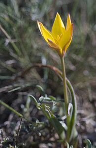 Tulipa sylvestris subsp. australis (Liliaceae)  - Tulipe australe, Tulipe des Alpes, Tulipe du Midi Aude [France] 24/04/2007 - 290m