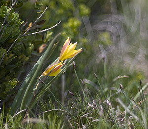 Tulipa sylvestris subsp. australis (Liliaceae)  - Tulipe australe, Tulipe des Alpes, Tulipe du Midi Aveyron [France] 28/04/2007 - 830m