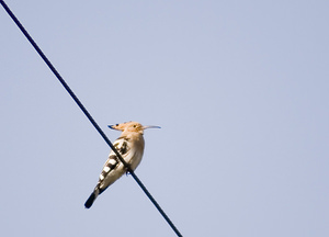 Upupa epops (Upupidae)  - Huppe fasciée - Hoopoe Aude [France] 21/04/2007