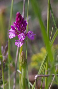 Anacamptis pyramidalis (Orchidaceae)  - Orchis pyramidal - Pyramidal Orchid Meuse [France] 06/05/2007 - 370m